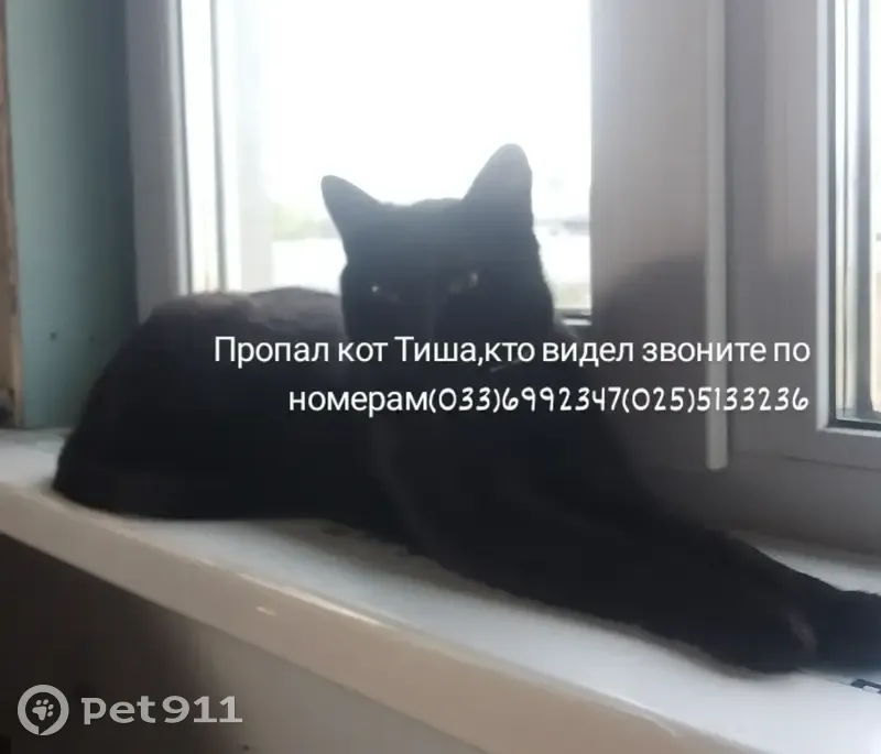 Пропала кошка, Полковая 51, Кобрин - photo