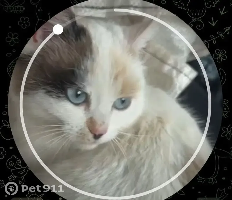 Пропала кошка, Паскинское, Кировская обл. - photo