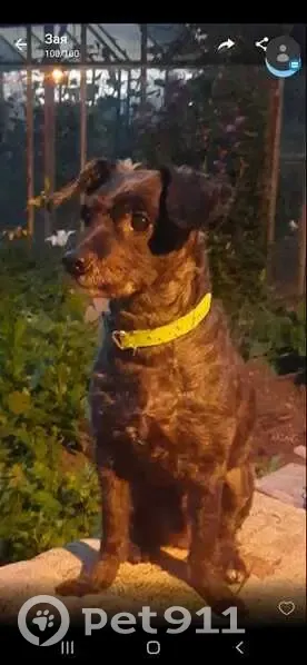 Пропала собака, ул. Ильича, Н. Тагил - photo