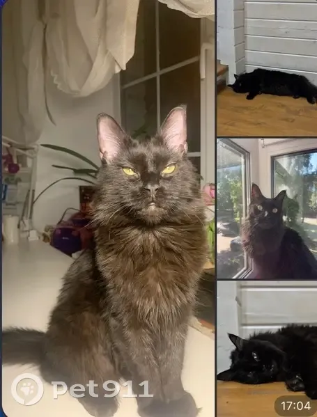 Пропала кошка в Маурино, Вологодская обл. - photo