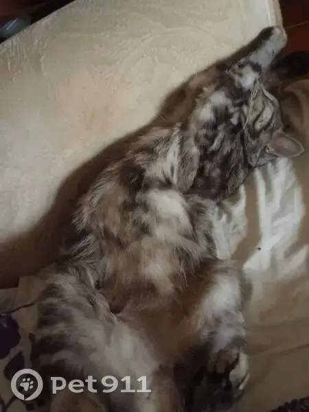 Пропала кошка, Волонтёров 158, Бердянск - photo