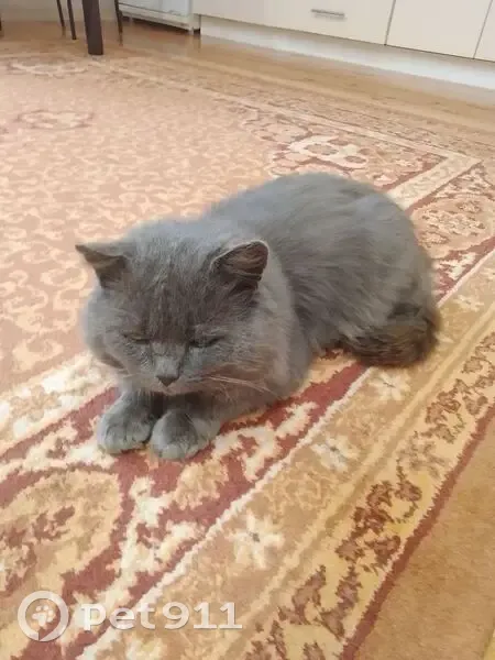 Кошка найдена в Костино, Кировская обл. - photo