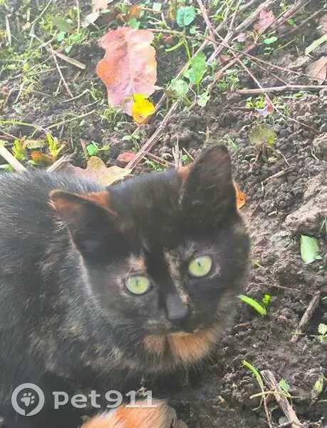 Найдена кошка в Луге, Ленобласть - photo