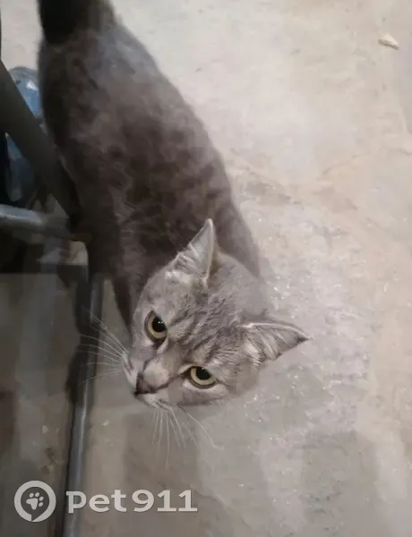 Кошка найдена: Федеральная ул., Червишевское - photo