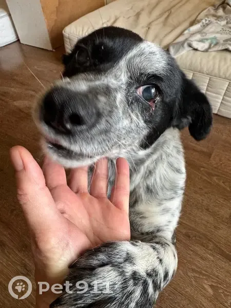 Слепая собака найдена у Пролетарского, Алтай - photo