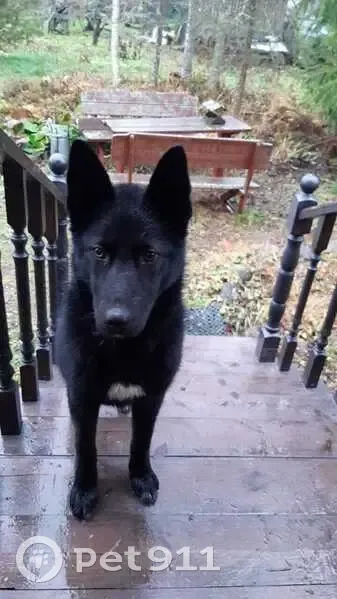 Найдена собака в Грузинском, Новгородская обл. - photo