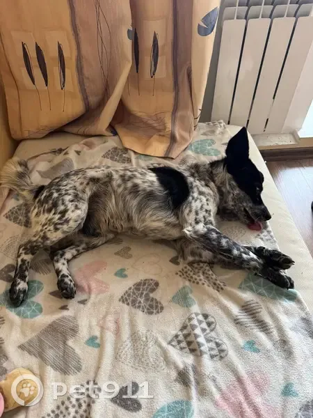 Слепая собака найдена у совхоза Пролетарский - photo