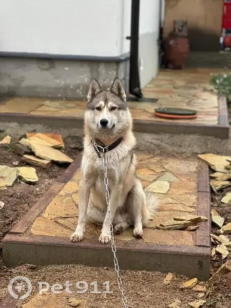 Лайка найдена, Ботаническая ул., Снегири - photo