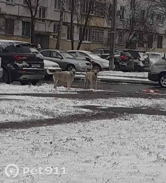 Собака найдена: Копейск, пр. Коммунистический - photo