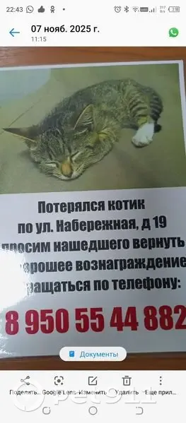 Пропала кошка, Набережная 19, Красноуфимск - photo