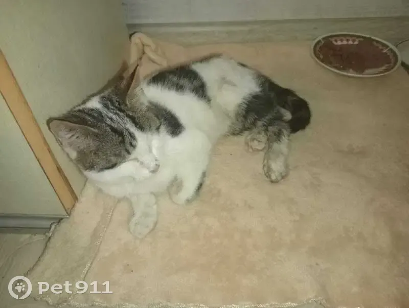 Котенок найден у трассы, 13 Елино - photo