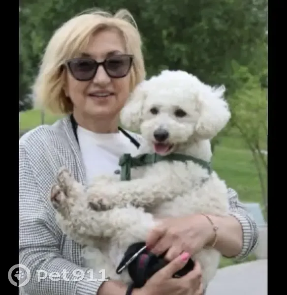 Пропала собака на ул. Фузули, Баку - photo