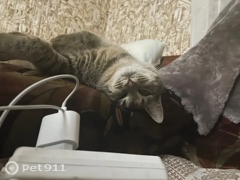 Пропала кошка, Коммунистическая ул., Инсар - photo