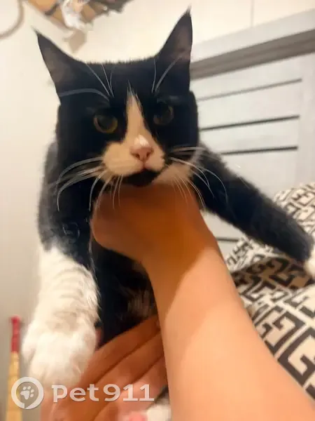 Кошка найдена, Урожайная 43, Курган - photo