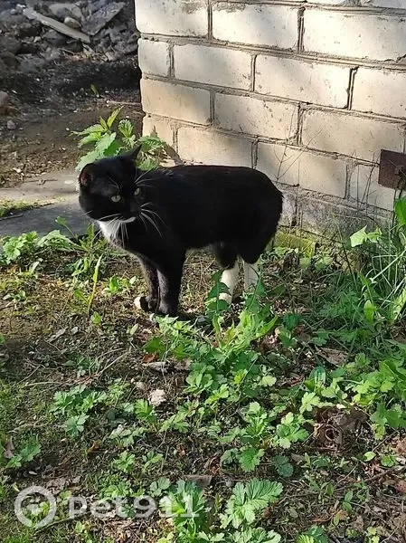 Пропала кошка, Чуксолинское, Марий Эл - photo