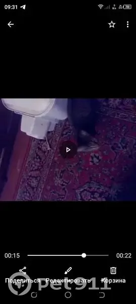 Пропала кошка, Владычнево, А-119 - photo