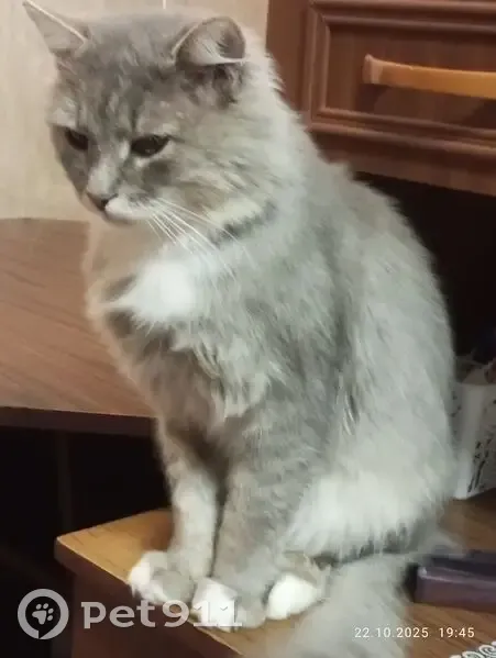 Пропала кошка, Центральная ул., Гумны - photo