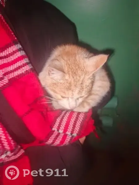Рыжая кошка найдена, ул. Строителей, 6А - photo