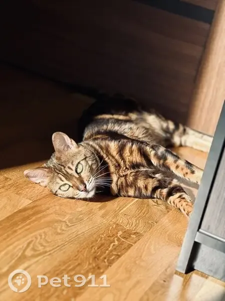 Пропала кошка, Осташково, Тверская обл. - photo