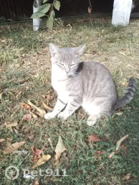 Пропала кошка, Садовая улица, Чернышёво - photo