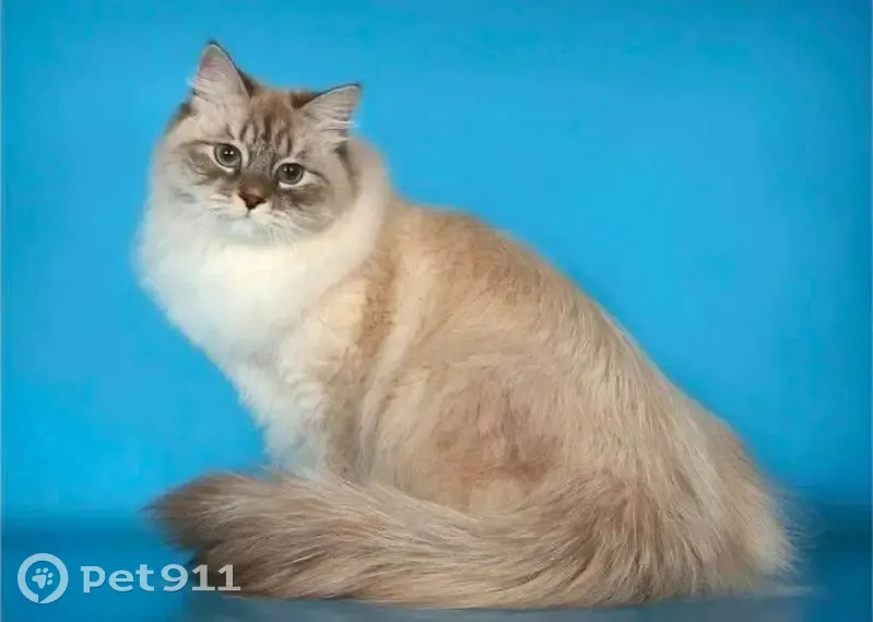 Пропала кошка, Малое Шумаково, Челябинск - photo