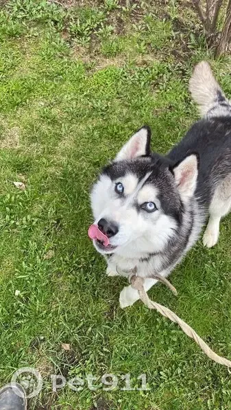 Пропала собака, Сосновая 70А, Выльгорт - photo