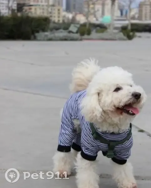 Пропала собака на ул. Фузули, Баку - photo