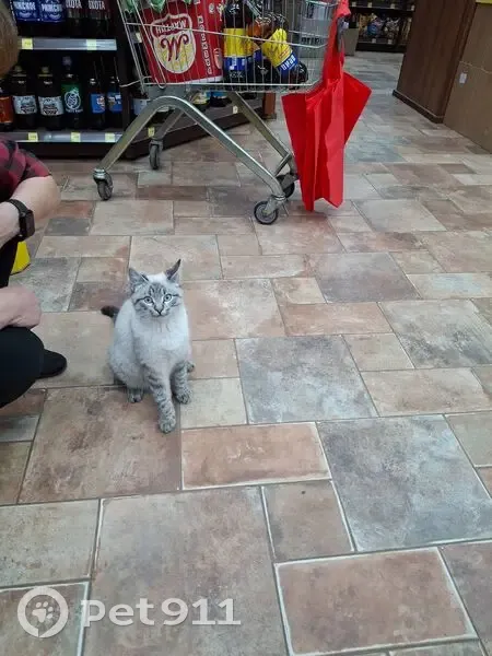 Кошка найдена, ул. Разина, 6, Котово - photo