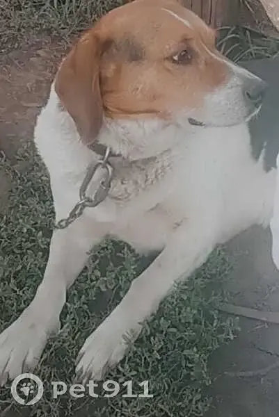 Пропала собака, Новый Ашап, Пермский край - photo