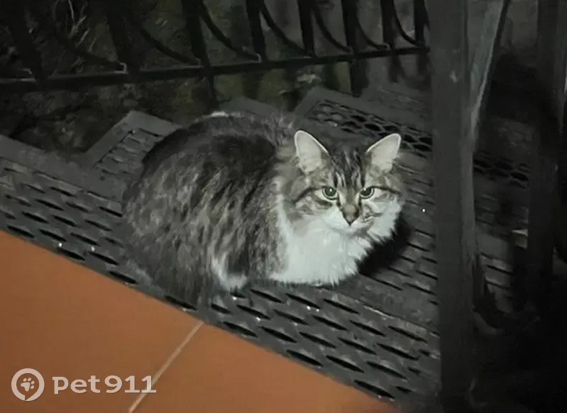 Кошка найдена, Колокольная 45, Екатеринбург - photo