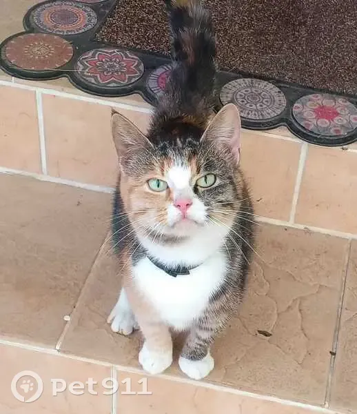 Кошка найдена в д. Брюхово, Калужская обл. - photo