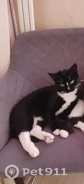 Пропала кошка, Выльгорт, Коми - photo