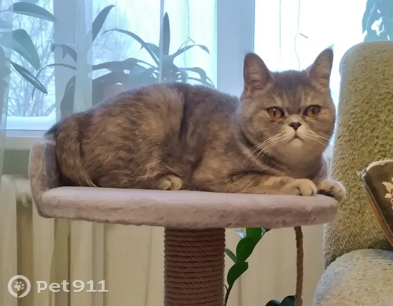 Пропала кошка, ул. Новая, 6, Вохтога - photo