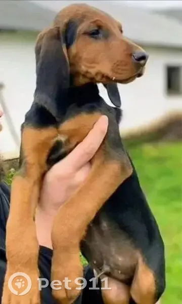 Пропала собака: Волынщино, Рязань - photo