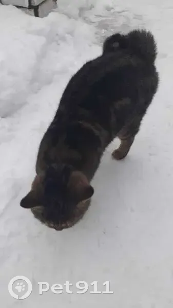 Кошка найдена, Кузедеево: хвост крючком - photo