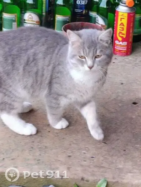 Пропала кошка, Староминская, Краснодарский край - photo