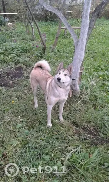 Пропала собака, Сокиринское, Кострома - photo