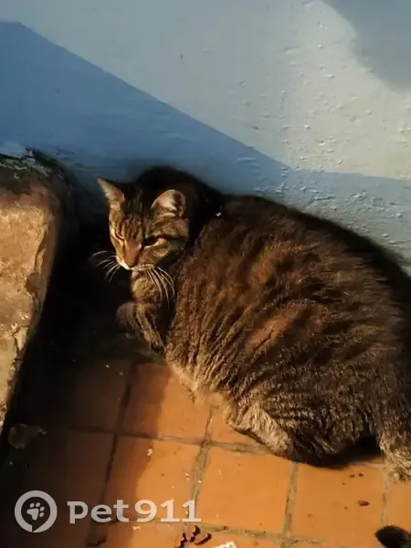 Кошка найдена, 27/26а, Набережные Челны - photo