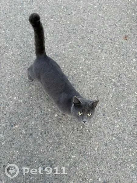 Пропала кошка, Красная Заря 7, Крыловская - photo