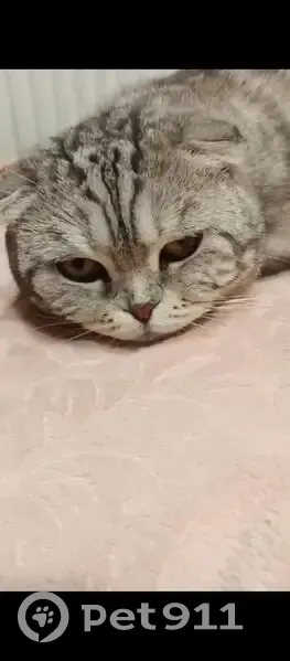 Пропала кошка Лулу, Миллерово, Ростовская обл. - photo