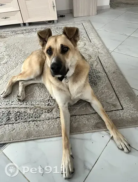 Пропала собака, Свердловская обл. - photo