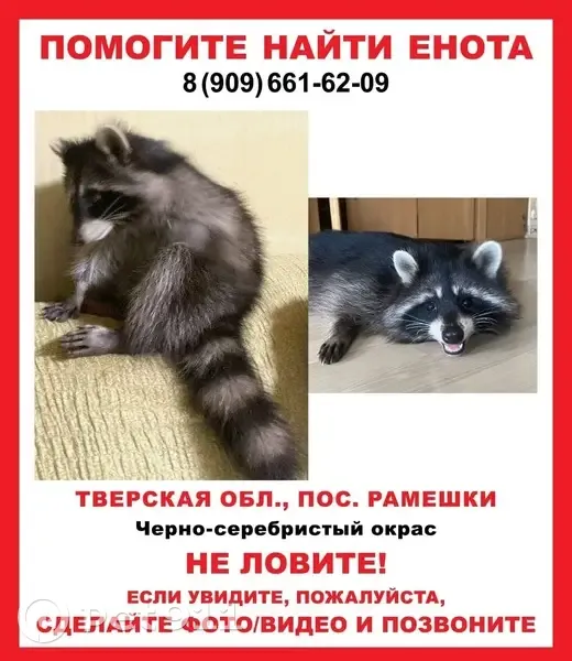 Пропал енот в Рамешках, Октябрьская 4 - photo