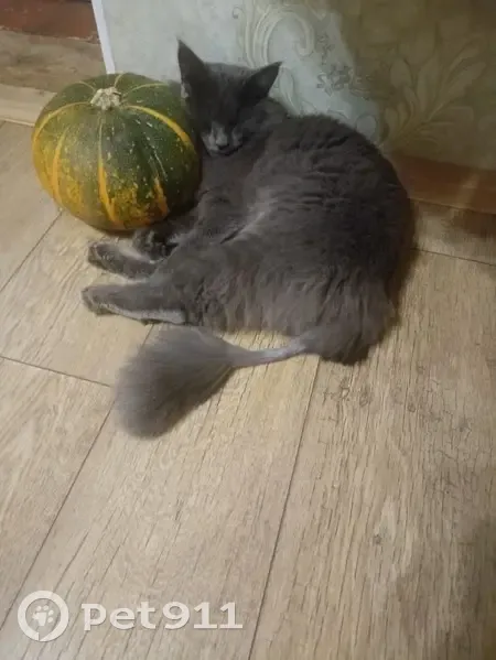 Пропала кошка, ул. Зайнуллина, Арск - photo