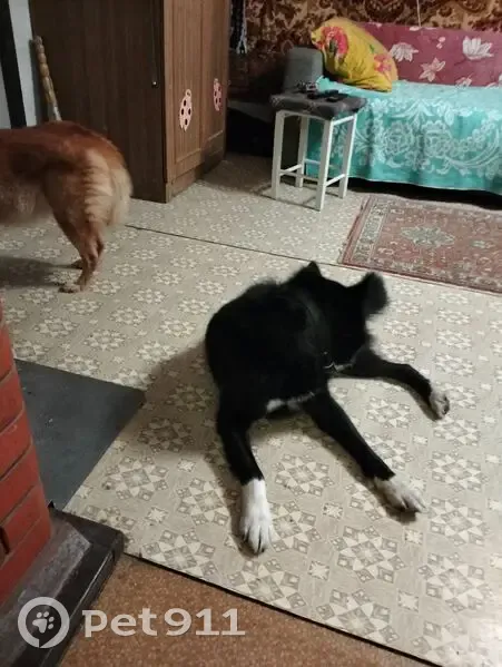 Собака найдена в Угрюмово, Вологодская обл. - photo