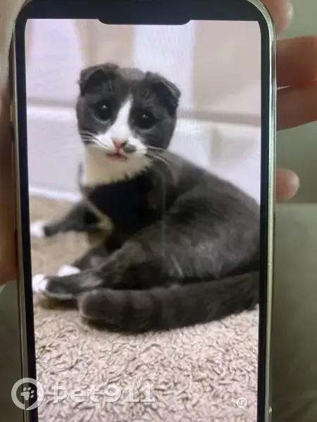 Пропала кошка, Рабочая ул., Михайловск - photo