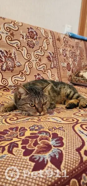 Кошка найдена в Кузедеево, СНТ Гидродобытчик - photo