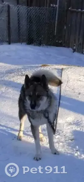 Пропала собака в д. Верехново, Новгородская обл. - photo