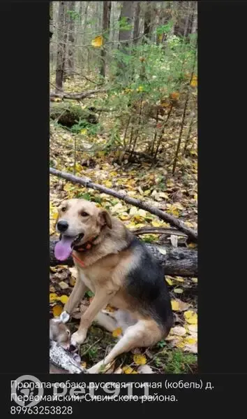 Пропала собака, Первомайский 57К-0049 - photo