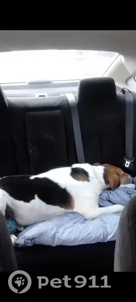 Пропала собака в Уютном, Крым - photo