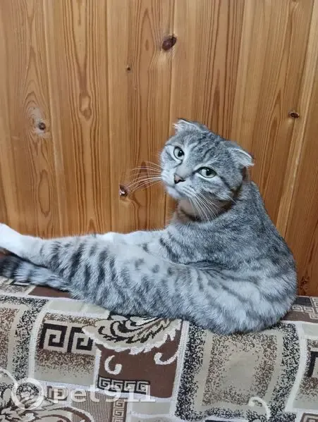 Пропала кошка, Пижмарское с/п, 16К-0526 - photo